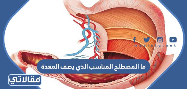 أي الأعضاء التالية عضو ملحق بالقناة الهضمية؟