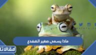 ماذا يسمى صغير الضفدع