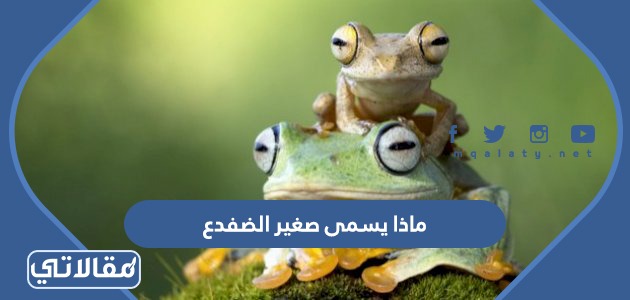 ماذا يسمى صغير الضفدع