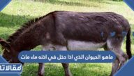 ماهو الحيوان الذي اذا دخل في اذنه ماء مات