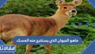 ماهو الحيوان الذي يستخرج منه المسك