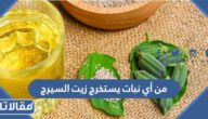 من أي نبات يستخرج زيت السيرج