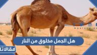 هل الجمل مخلوق من النار