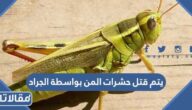 يتم قتل حشرات المن بواسطة الجراد