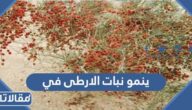 ينمو نبات الارطى في