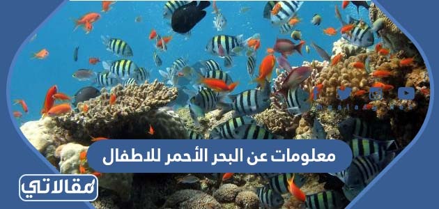 معلومات عن البحر الأحمر للاطفال