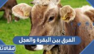 ما هو الفرق بين البقرة والعجل ولحم كل منهما