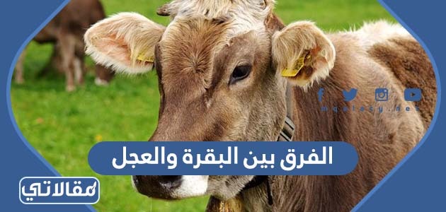 ما هو الفرق بين البقرة والعجل ولحم كل منهما