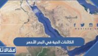 أنواع الكائنات الحية في البحر الأحمر