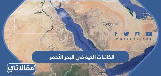 أنواع الكائنات الحية في البحر الأحمر