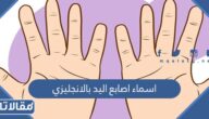 اسماء اصابع اليد بالانجليزي