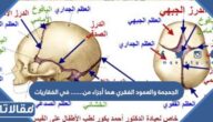 الجمجمة والعمود الفقري هما أجزاء من………………………….. في الفقاريات