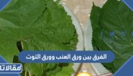 ما هو الفرق بين ورق العنب وورق التوت