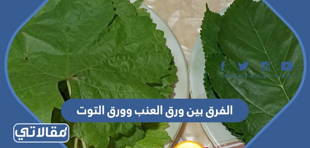 الفرق بين ورق العنب وورق التوت