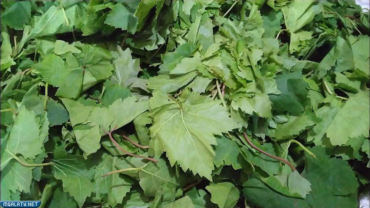 صفات وشكل ورق العنب