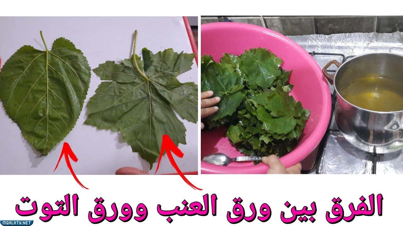 الفرق بين ورق العنب وورق التوت وورق الفراولة