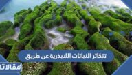 تتكاثر النباتات اللابذرية عن طريق