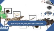 تحصل المحللات في النظام البيئي على غذائها عن طريق