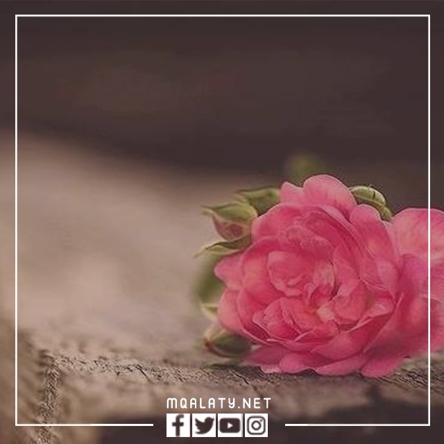 صور حالات واتس اب 2023