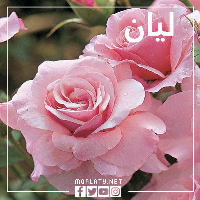 صور خلفيات مكتوب عليها اسم ليان