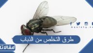 طرق التخلص من الذباب نهائيا في البيت