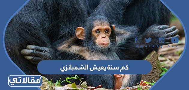 كم سنة يعيش الشمبانزي