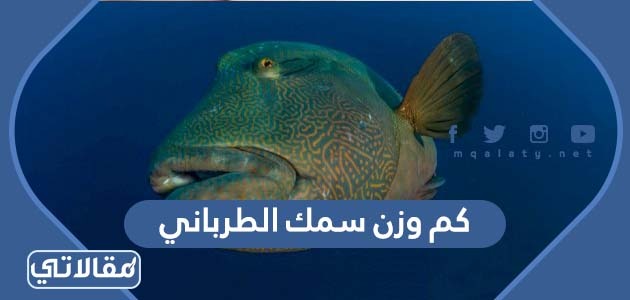 كم وزن سمك الطرباني