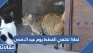 لماذا تختفي القطط يوم عيد الاضحى