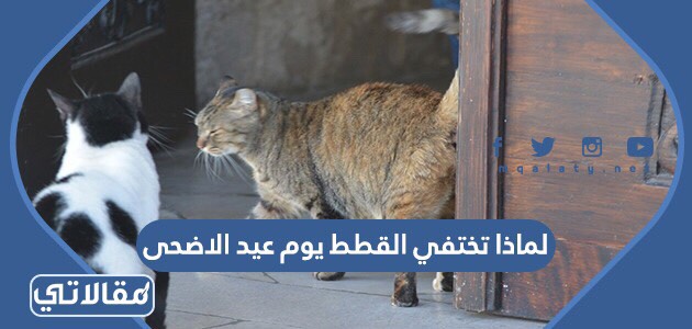 لماذا تختفي القطط يوم عيد الاضحى