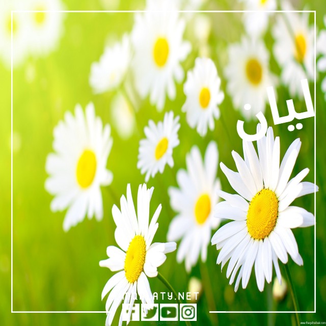 صور اسم ليان بالعربي