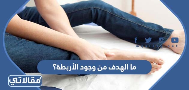 ما الهدف من وجود الأربطة؟