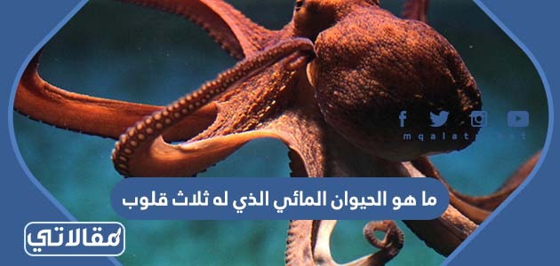 ما هو الحيوان المائي الذي له ثلاث قلوب