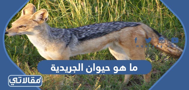 ما هو حيوان الجريدية