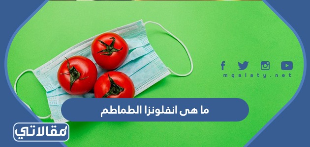 ما هي انفلونزا الطماطم