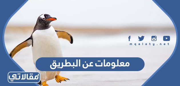 معلومات عن البطريق