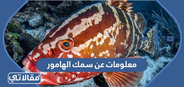 معلومات عن سمك الهامور
