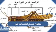 يتكون جسم الحشرات من