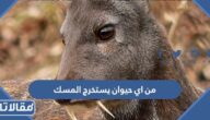 من اي حيوان يستخرج المسك