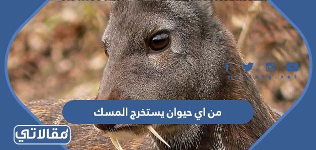 من اي حيوان يستخرج المسك