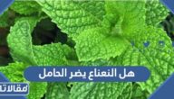 هل النعناع يضر الحامل