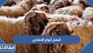 ما هي أفضل أنواع الأضاحي بالترتيب