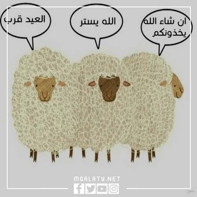 اجمل صور وجه خروف العيد مضحكة