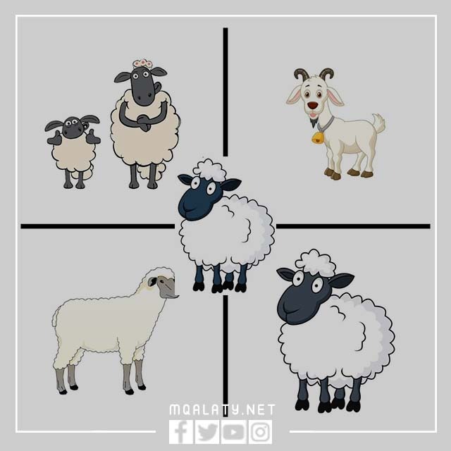 اروع صور خروف العيد جاهزة للطباعة