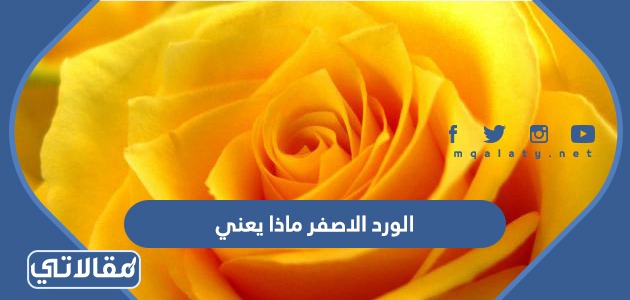 الورد الاصفر ماذا يعني