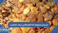 حقيقة تسمم شقيقة دانة القحطاني بنبات الحلتيت