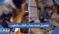 تفاصيل قصة معذب الكلب بالطوب في السعودية