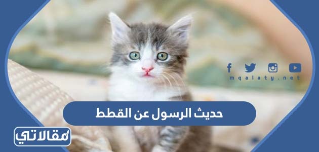 حديث الرسول عن القطط