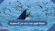 حقيقة ظهور حوت برايد في السعودية
