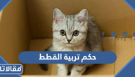 حكم تربية القطط في المنازل