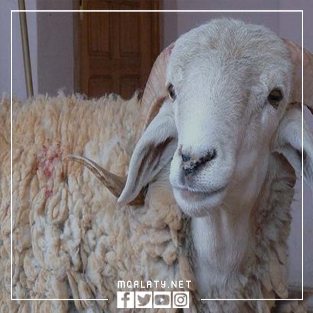 صُور وَجه خَروف العِيد حَقيقي